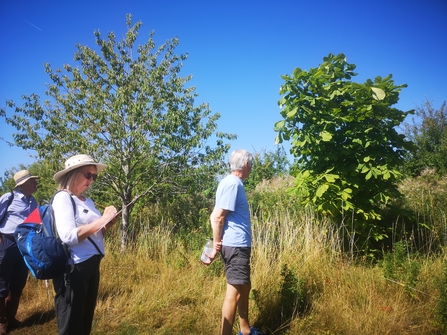 People surveying plants on a site