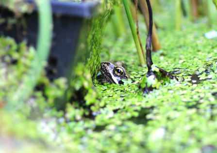 A frog in a garden pond dug during the coronavirus lockdown by Helen Touchard-Paxton - winner of the Team Wilder category in the BBOWT Photography Competition 2022.