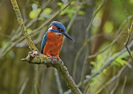 A kingfisher perched on a branch by Zachery Osbourne - winner of the teenagers category in the BBOWT Photography Competition 2022.