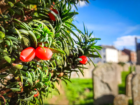 Arils (yew berries) on a tree in an Oxfordshire churchyard. Picture: Pete Hughes