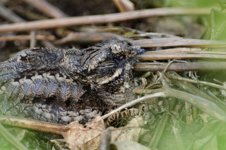 Nightjar on ground, The Wildlife Trusts