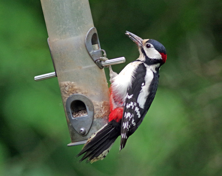 Woodpecker on a bird feeder. Picture: Gillian Day.