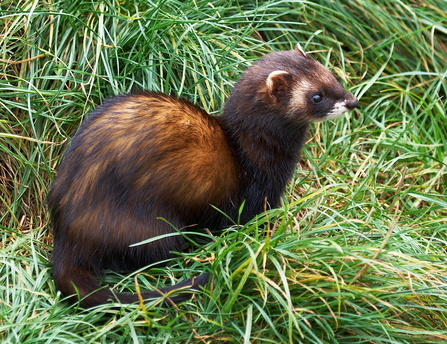 A polecat sat amongst tufts of grass in a field