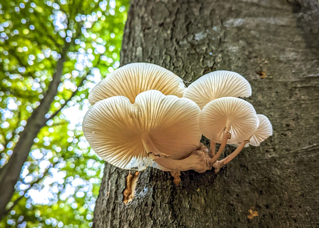 Porcelain fungus at BBOWT's Warburg Nature Reserve.