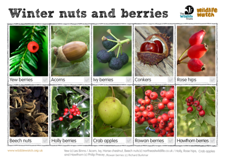 Winter berries spotter sheet