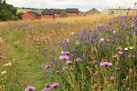 Houses with grasses and wild flowers in front