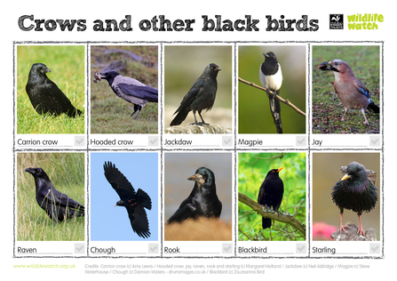 Black bird spotter sheet