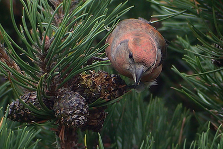 A common crossbill (Loxia curvirostra)