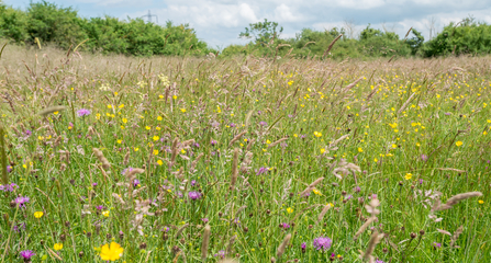 wildflower meadow