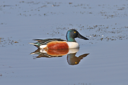 Shoveler