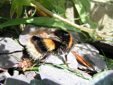 Buff-tailed bumblebee