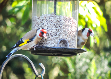 A pair of goldfinches on a garden bird feeder.