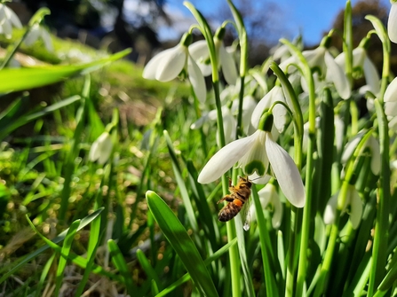 A bee visiting a snowdrop in an Oxfordshire churchyard. Picture: Pete Hughes