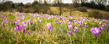 Inkpen Crocus Field