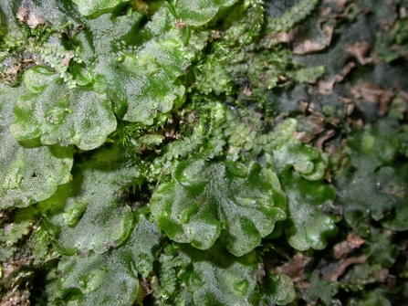 Liverworts