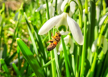 A bee visiting a snowdrop in an Oxfordshire churchyard. Picture: Pete Hughes