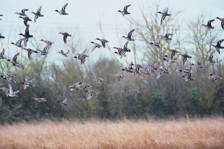 flock of teal flying