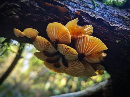 Velvet shank mushrooms growing out of a fallen tree