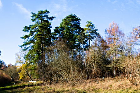 Trees and scrub against a winter blue sky