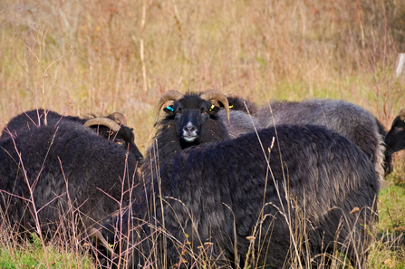 Herd of sheep