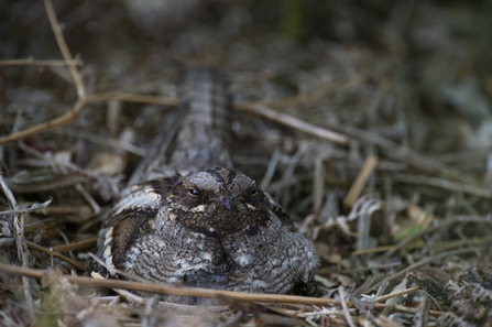 Nightjar on the ground