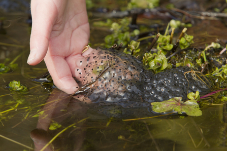 Girl's hand holding spawn of Common frog (Rana temporaria) in garden pond in spring