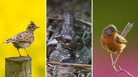 Skylark, nightjar and Dartford warbler 