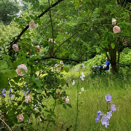 Person sitting in the distance surrounded by wild flowers and long grass