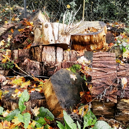 Log pile