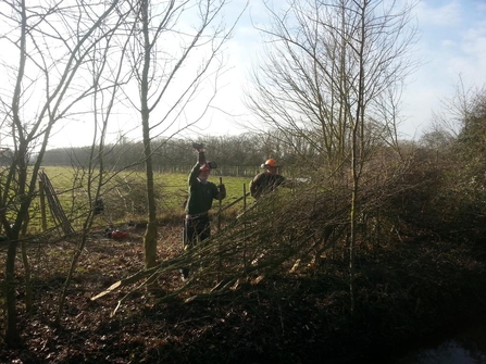 Volunteers hedgelaying