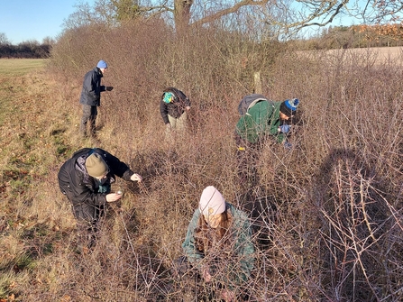 Volunteers looking for brown hairstreak eggs in a hedge