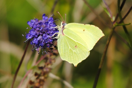 A brimstone butterfly