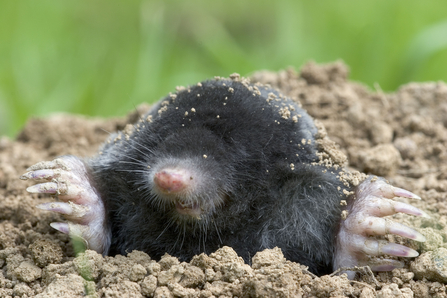 A European mole (Talpa europaea) emerging from a molehill