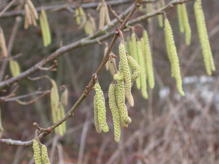 Hazel catkins