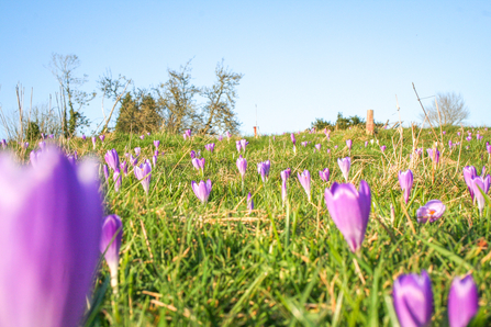 Inkpen Crocus Field in bloom