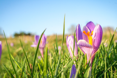 Inkpen Crocus Field in bloom