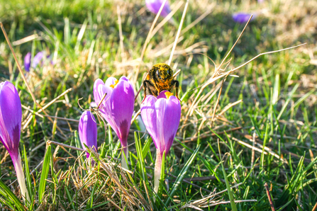 Inkpen Crocus Field in bloom