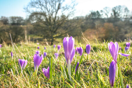 Inkpen Crocus Field in bloom