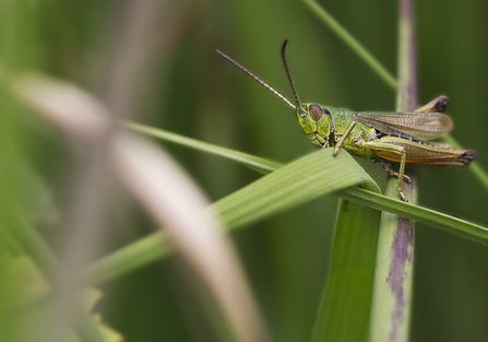 Meadow grasshopper