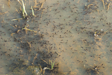 Tadpoles in a pond