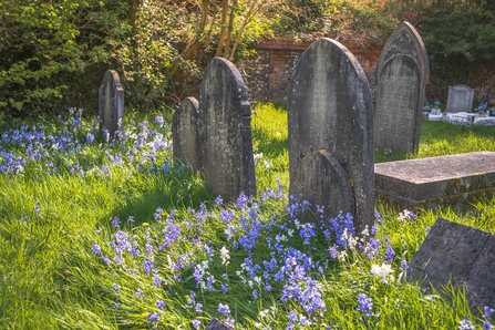 Churchyard bluebells and gravestones
