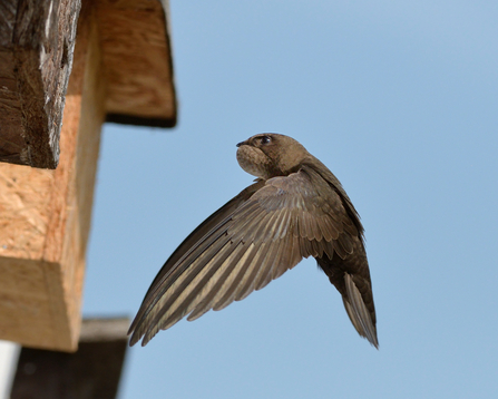 Common swift flying to a nest box with its throat pouch bulging with insects it has caught to feed its chicks