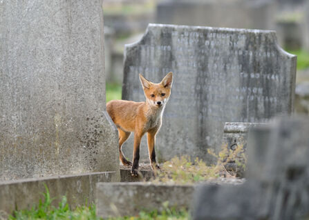 Urban red fox cub (Vulpes vulpes) in a cemetery
