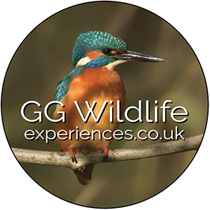 GG Wildlife Experiences logo