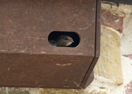 Common swift in a nest box