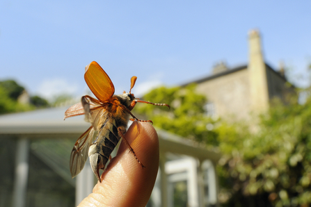 A cockchafer beetle about to take flight. Picture: Nick Upton/2020Vision