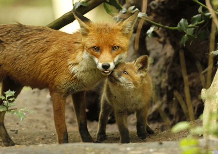 Fox cubs