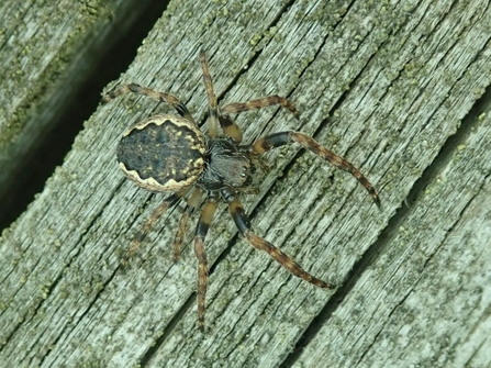 Toad spider