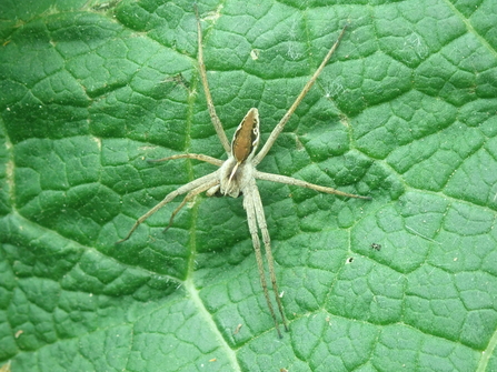 Nursery web spider