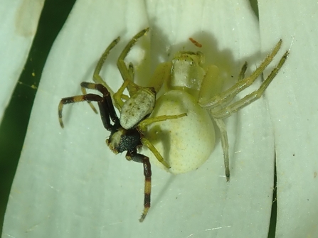 Crab spiders